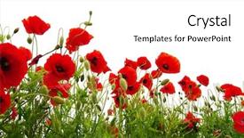  Presentation with poppies - Amazing PPT theme having nature - red poppies isolated on white backdrop and a white colored foreground