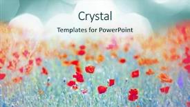  Presentation with poppy - PPT theme with nature - red poppy field at sunset background and a sky blue colored foreground