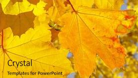  Presentation with fall colors - Beautiful slides featuring nature am 09 - maple leaves in fall colors backdrop and a  colored foreground