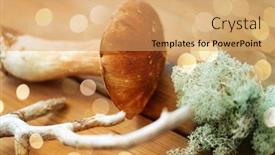 Presentation with environment - Presentation design consisting of nature-and-environment-concept-boletus background and a coral colored foreground