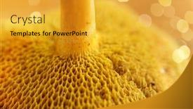  Presentation with mushroom - Colorful presentation design enhanced with nature-and-environment-concept-close backdrop and a gold colored foreground