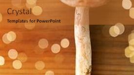  Presentation with environment - Slide set enhanced with nature-and-environment-concept-lactarius background and a gold colored foreground