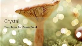 Presentation with lichen - PPT theme having nature-and-environment-concept-lactarius background and a yellow colored foreground