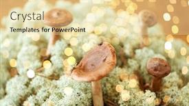  Presentation with lichen - Presentation having nature-and-environment-concept-lactarius background and a blonde colored foreground