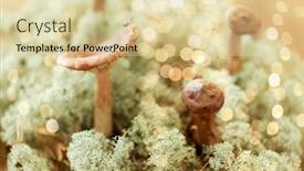  Presentation with environment - Slide deck enhanced with nature-and-environment-concept-lactarius background and a lemonade colored foreground