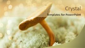  Presentation with lichen - PPT theme consisting of nature-and-environment-concept-suillus background and a blonde colored foreground