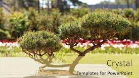  Presentation with bonsai - PPT theme enhanced with nature-and-flora-concept-close background and a yellow colored foreground