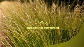  Presentation with herbs - Amazing slide deck having nature-and-flora-concept-sunny backdrop and a tawny brown colored foreground