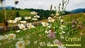  Presentation with nature countryside - Audience pleasing PPT layouts consisting of nature-and-flowers-beautiful-wildflowers backdrop and a tawny brown colored foreground
