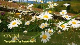  Presentation with nature countryside - Audience pleasing theme consisting of nature-and-flowers-beautiful-wildflowers backdrop and a tawny brown colored foreground