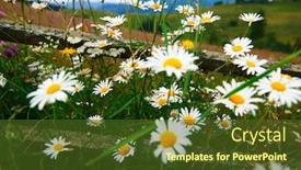  Presentation with nature countryside - Colorful presentation design enhanced with nature-and-flowers-beautiful-wildflowers backdrop and a tawny brown colored foreground