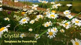  Presentation with nature countryside - Beautiful slide deck featuring nature-and-flowers-beautiful-wildflowers backdrop and a tawny brown colored foreground