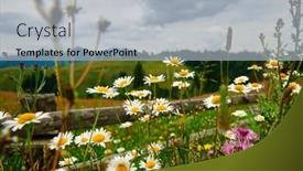 Presentation with nature countryside - Slide deck featuring nature-and-flowers-beautiful-wildflowers background and a light gray colored foreground