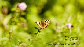  Presentation with butterfly - Amazing slide set having nature-and-insects-concept backdrop and a gold colored foreground