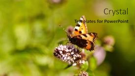  Presentation with nature - PPT layouts enhanced with nature-and-insects-concept background and a gold colored foreground