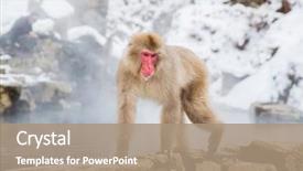  Presentation with animals nature - Presentation having nature and wildlife concept - japanese background and a coral colored foreground