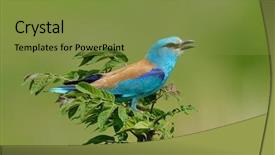 Presentation with european union flage animation - Beautiful theme featuring nature animals - european roller coracias garrulus outdoor backdrop and a gold colored foreground