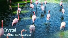 Presentation with lake - Slide deck having nature animals - flock of flamingos background and a ocean colored foreground