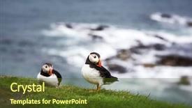  Presentation with pair - Presentation theme consisting of nature animals - pair of puffins background and a tawny brown colored foreground