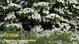  Presentation with dogwood - Audience pleasing PPT theme consisting of nature background of kousa dogwood backdrop and a  colored foreground