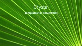  Presentation with palm leaves - PPT theme enhanced with nature-background-of-palm-leaves background and a  colored foreground