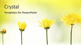  Presentation with blurred flowers - Colorful theme enhanced with nature background stages of growth backdrop and a blonde colored foreground