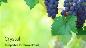  Presentation with vineyard - Beautiful PPT theme featuring nature background with vineyard backdrop and a soft green colored foreground