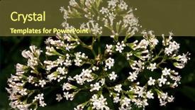  Presentation with drug - PPT theme consisting of nature best healer - valerian plant a calming natural background and a tawny brown colored foreground