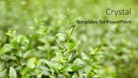  Presentation with botany - Cool new slide set with nature-botany-and-flora-concept backdrop and a yellow colored foreground