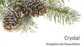  Presentation with spruce - Theme having nature branch spruce and cones background and a white colored foreground