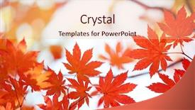  Presentation with maple leaves - Slide deck having nature canada - autumn maple leaves background background and a lemonade colored foreground