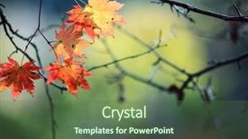  Presentation with maple leaves - PPT layouts enhanced with close-up of female hands playing old vintage lute string instrument background and a dark gray colored foreground