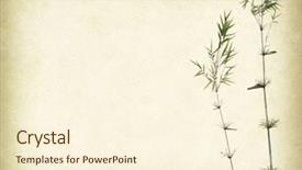  Presentation with antique paper texture - Colorful slide set enhanced with nature clip art - bamboo on old grunge antique backdrop and a cream colored foreground