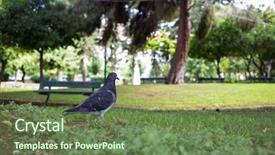  Presentation with green nature - Audience pleasing PPT layouts consisting of nature concept pigeon on green backdrop and a tawny brown colored foreground
