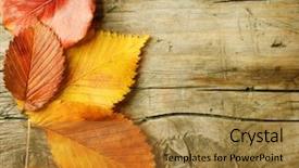  Presentation with fall leaves border autumn - Beautiful presentation featuring nature details - autumn leaves over wooden background backdrop and a gold colored foreground