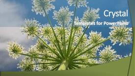  Presentation with field - PPT layouts featuring nature details - field detail white blossoms background and a  colored foreground