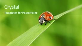  Presentation with dancing music grass - Audience pleasing presentation consisting of nature details - ladybug on grass backdrop and a tawny brown colored foreground