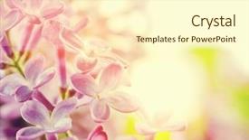 Presentation with purple spring - Audience pleasing presentation design consisting of nature details - purple spring lilac flowers blooming backdrop and a  colored foreground