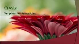  Presentation with gerbera daisy - Cool new presentation design with nature details - red daisy gerbera flower backdrop and a mint green colored foreground