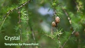  Presentation with relaxing - Theme consisting of nature details - relaxing larch greenery closeup background and a tawny brown colored foreground