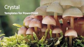  Presentation with mushroom - Presentation theme having nature mushrooms - mushroom caps background and a red colored foreground