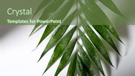  Presentation with eco - Presentation design enhanced with nature-eco-and-flora-concept background and a tawny brown colored foreground