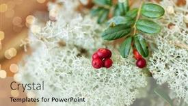  Presentation with lichen - Slide set with nature-environment-and-botany-close background and a soft green colored foreground