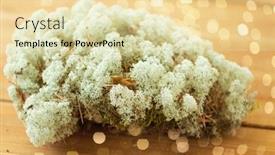  Presentation with lichen - Cool new PPT theme with nature-environment-and-botany-close backdrop and a blonde colored foreground