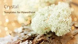  Presentation with lichen - PPT layouts enhanced with nature-environment-and-botany-close background and a cream colored foreground