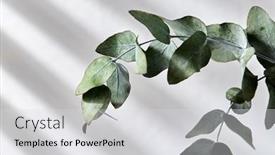  Presentation with green nature - Slide deck with nature-flora-and-herbal-concept background and a light gray colored foreground