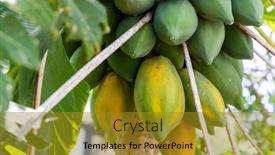  Presentation with fresh papaya - PPT layouts consisting of nature-fresh-yellow-papaya background and a gold colored foreground