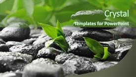  Presentation with water bamboo - Slides consisting of nature green drop - black zen stones and bamboo background and a  colored foreground