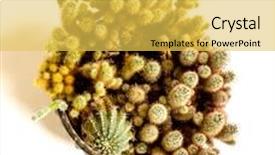  Presentation with green-nature - Presentation design with nature-green-isolated-cactus and a  colored foreground