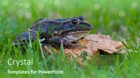  Presentation with animal nature - Slide set with nature-green-with-an-animal background and a tawny brown colored foreground